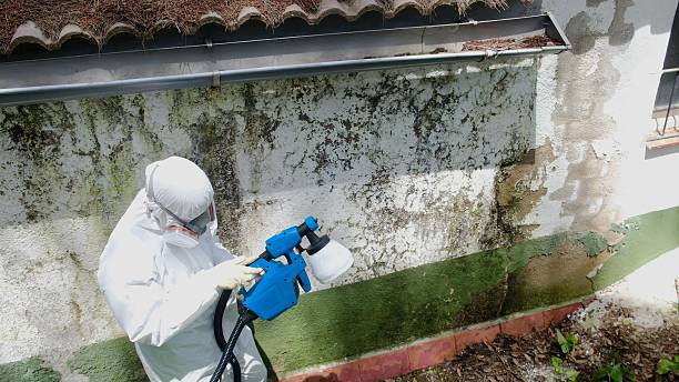 Top rated local Mold Remediation specialists in Garland, TX